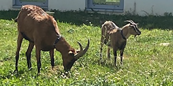 Des chèvres aux Patios d’Argent